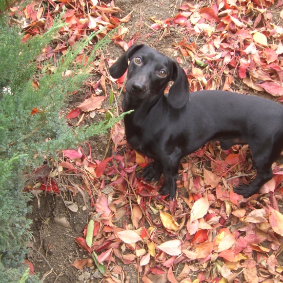 Meet your Posher, Paisley Tweed - Picture 8 of 8